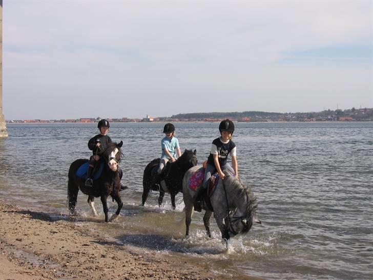 Welsh Pony af Cob-type (sec C) Søgaardens Asterix - Asterix ved vandet xD billede 14