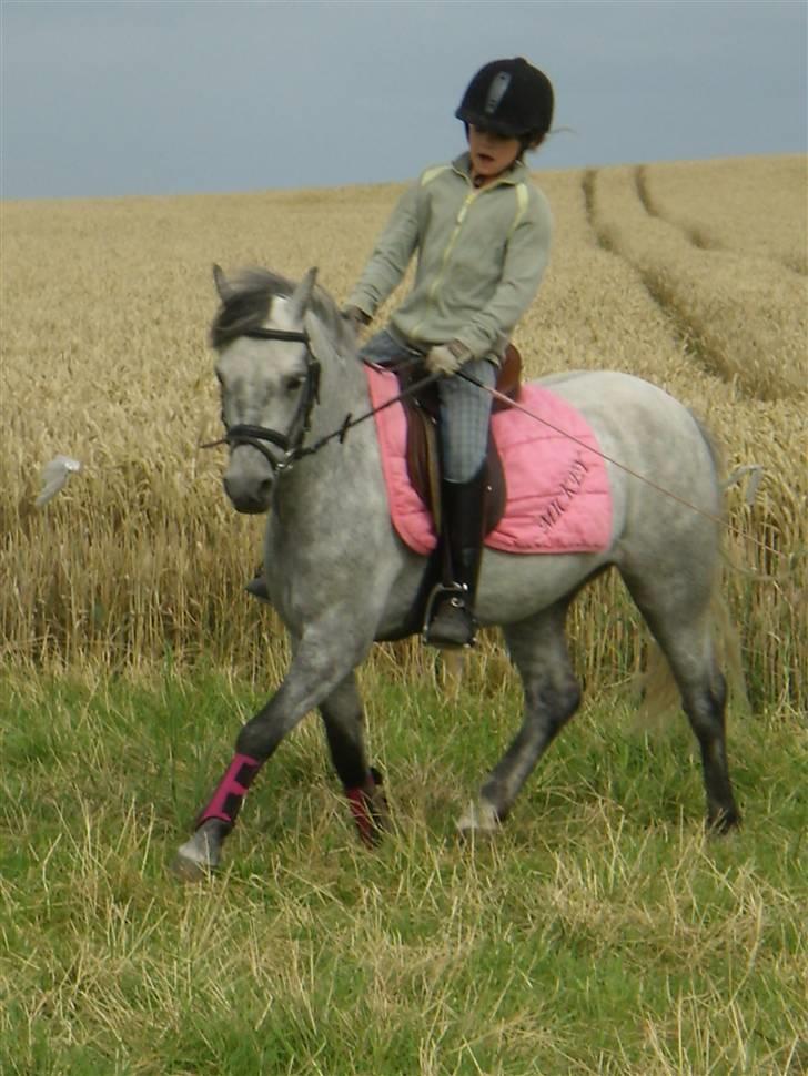 Welsh Pony af Cob-type (sec C) Søgaardens Asterix - Kamilla rider xD billede 15