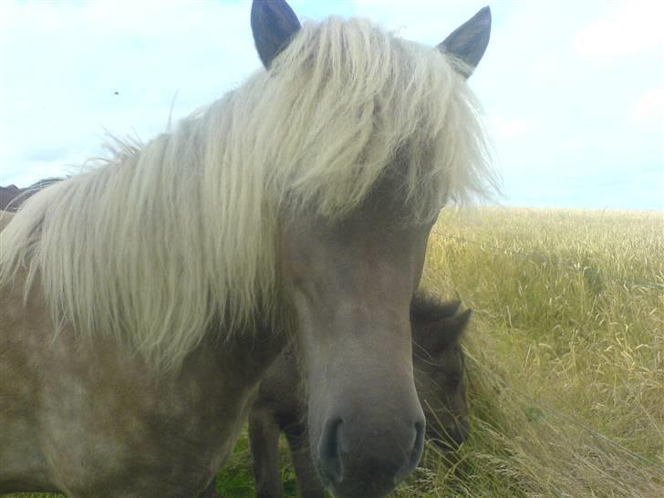 Islænder Mysla fra Bakkegården - Hej med jer allesammen jeg hedder Mysla billede 1
