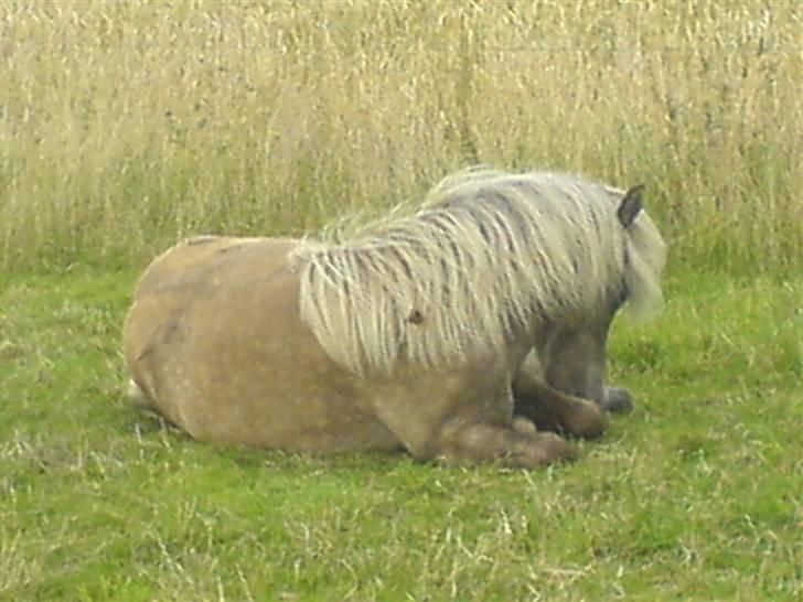 Islænder Mysla fra Bakkegården - en time efter og jeg sover stadig billede 3