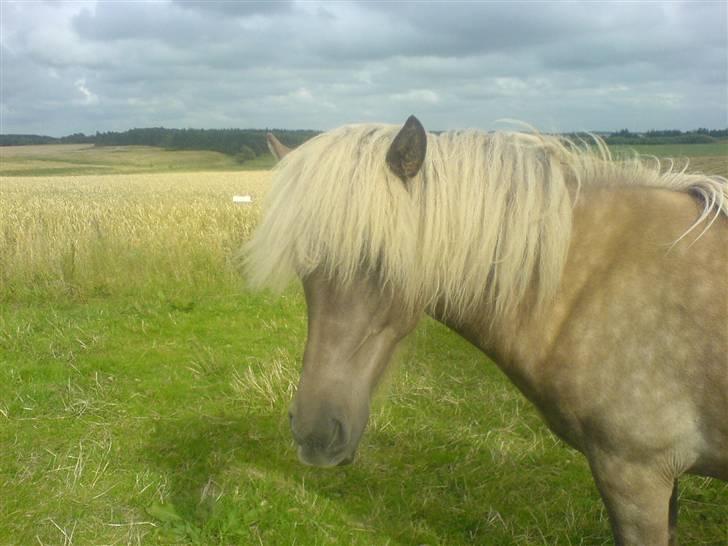 Islænder Mysla fra Bakkegården - Kan alle se mig?? billede 4