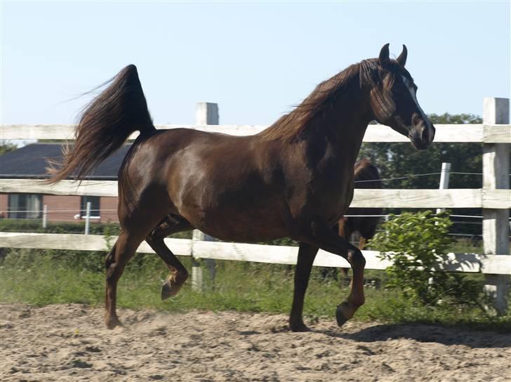 Arabisk fuldblod (OX) Tai Tazini OX 3124 billede 4