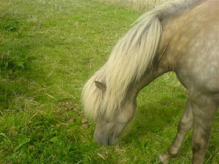 Islænder Mysla fra Bakkegården - Nu er jeg blevet sulten billede 5