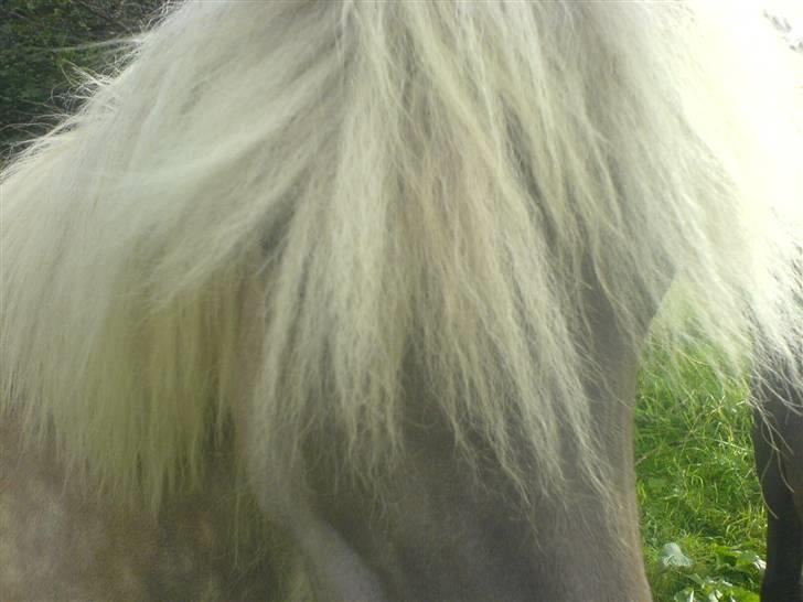 Islænder Mysla fra Bakkegården - Er jeg ikk sød billede 7