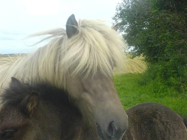 Islænder Mysla fra Bakkegården - Mig og min lillebror Vafi billede 8