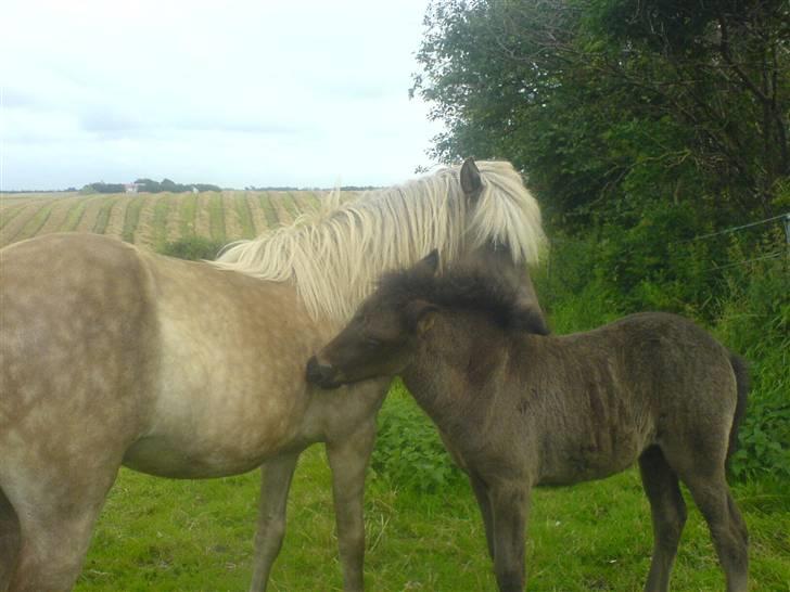 Islænder Mysla fra Bakkegården - Mig og Vafi klør hinanden billede 9