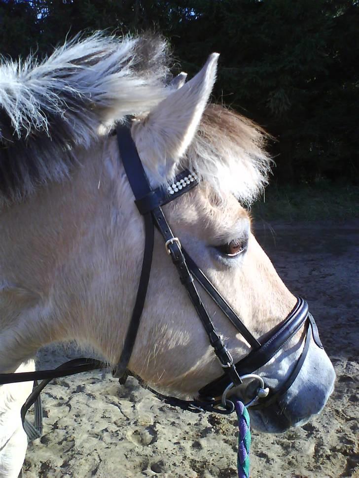 Fjordhest Silvia.. R.I.P - Uff et dejligt billed :b billede 16