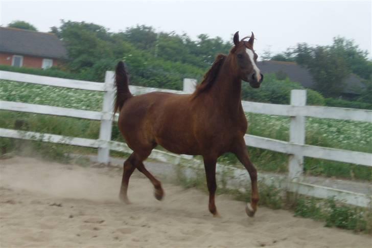 Arabisk fuldblod (OX) Tai Tazini OX 3124 billede 6