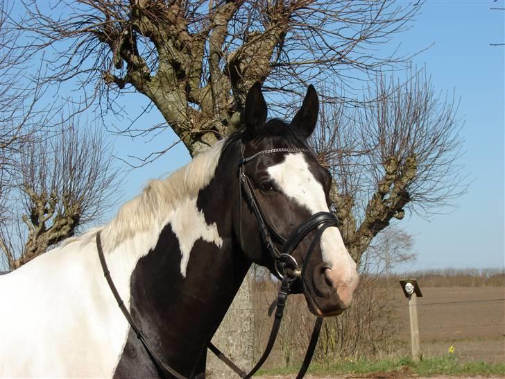 Pinto Sergio Tattani billede 4