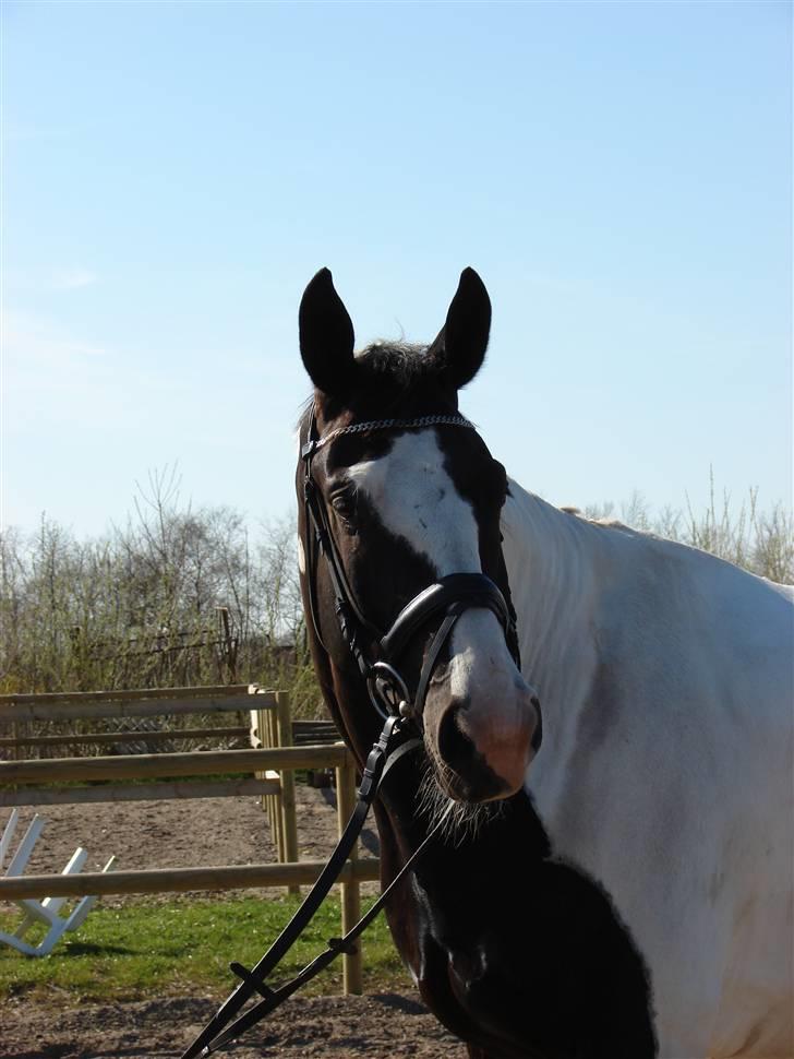 Pinto Sergio Tattani billede 5