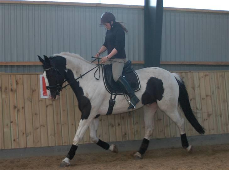 Pinto Sergio Tattani billede 6