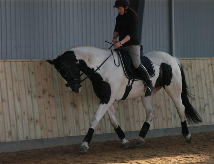 Pinto Sergio Tattani billede 7