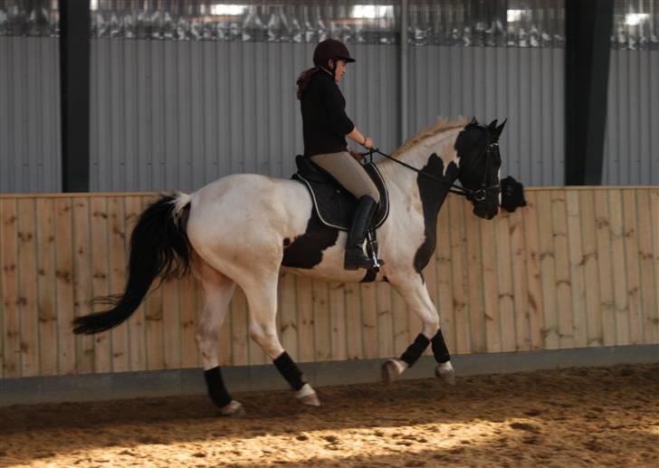 Pinto Sergio Tattani billede 8