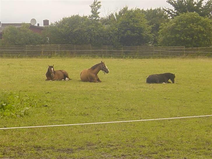 Hannoveraner Tommelise - det er gloria, ltommelise g tarzan tidlidt om morgen 5- 6 tiden.. billede 20