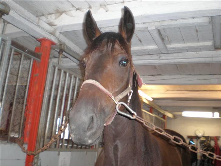 Traver Maximum Laser  - i stalden billede 2