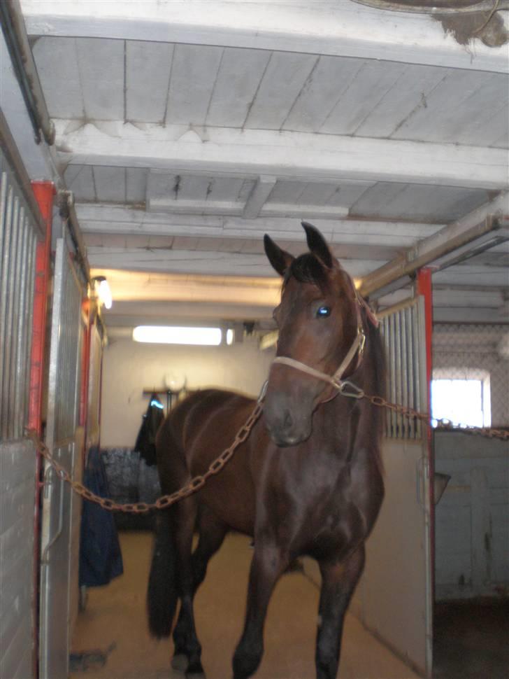 Traver Maximum Laser  - musse. billede 3