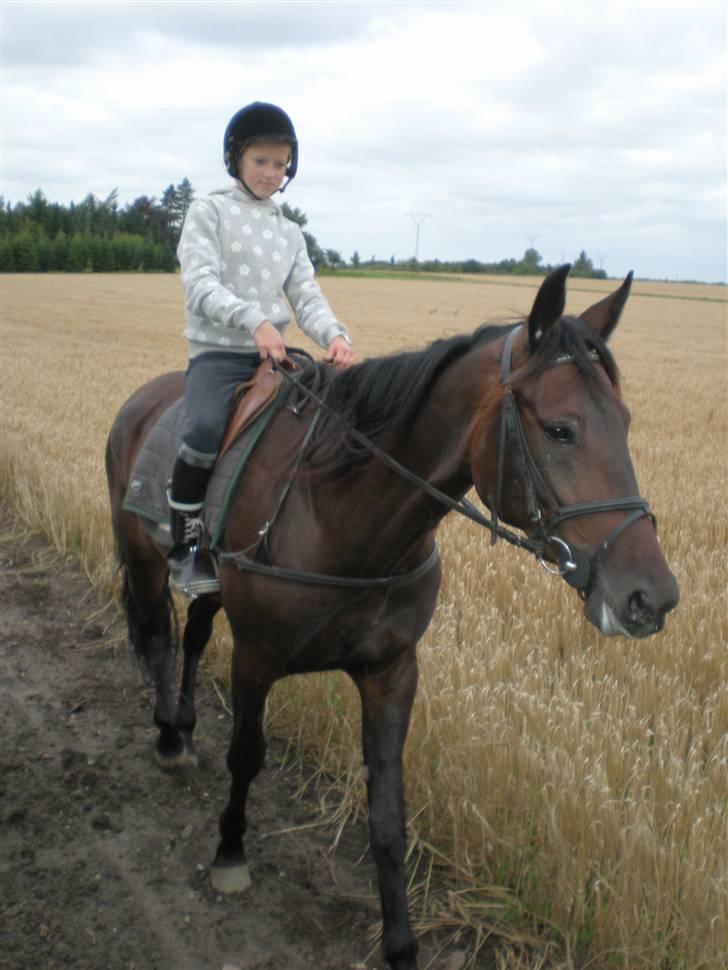 Traver Maximum Laser  - musse billede 6