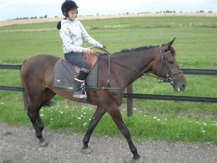 Traver Maximum Laser  - müsse med galopsadel. Hmm.. billede 7