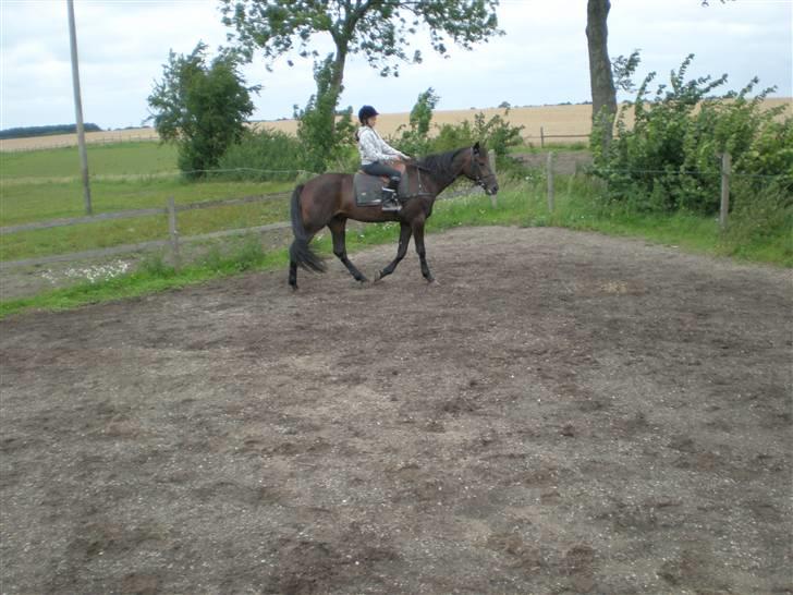 Traver Maximum Laser  - musse billede 10