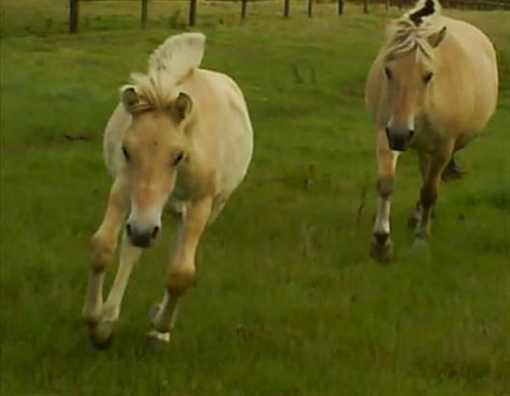 Fjordhest Freja (SOLGT) billede 9