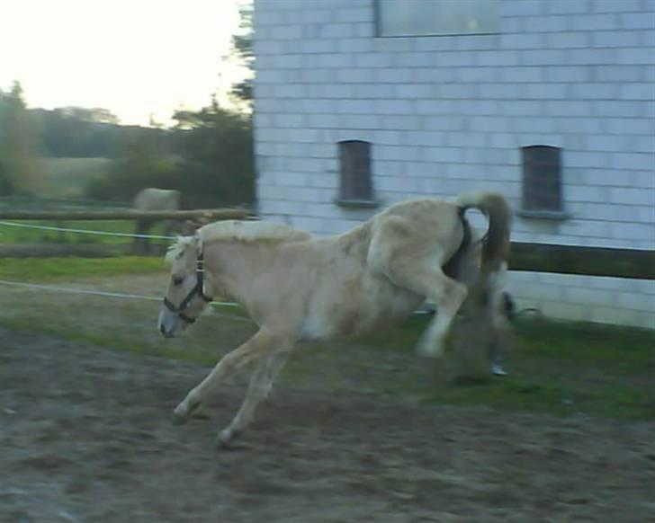Fjordhest Freja (SOLGT) billede 10