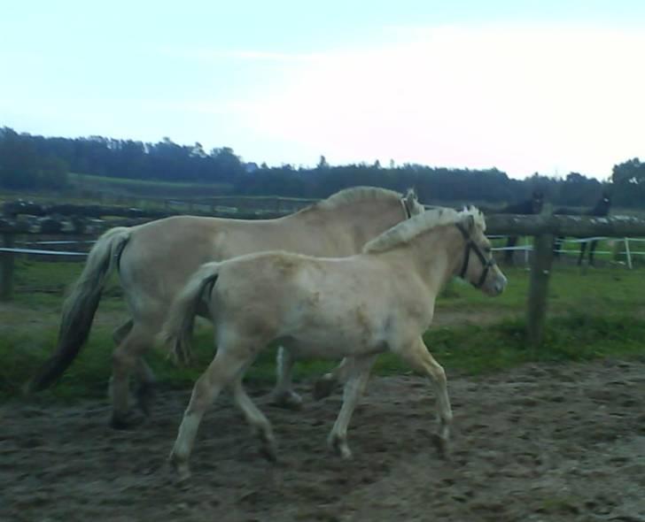 Fjordhest Freja (SOLGT) billede 11