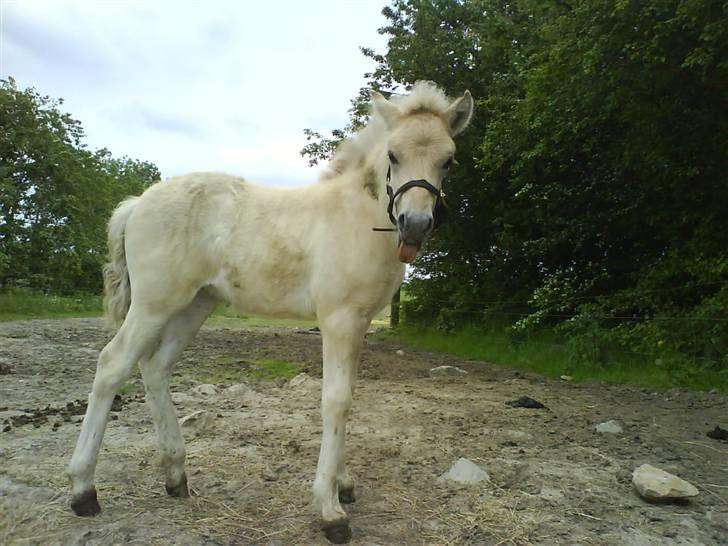 Fjordhest Freja (SOLGT) billede 13