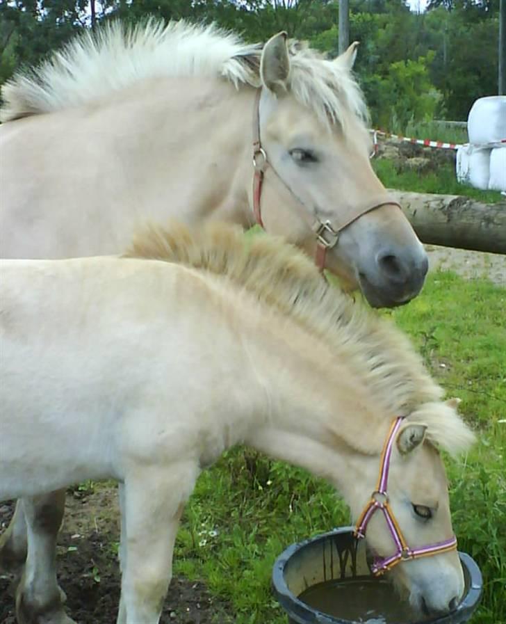 Fjordhest Ågerupgårds Kikki (SOLGT) billede 11