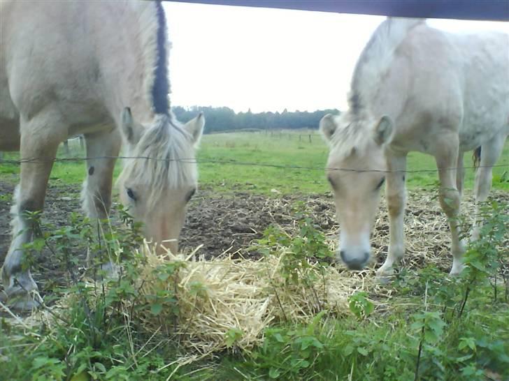 Fjordhest Ågerupgårds Kikki (SOLGT) billede 12