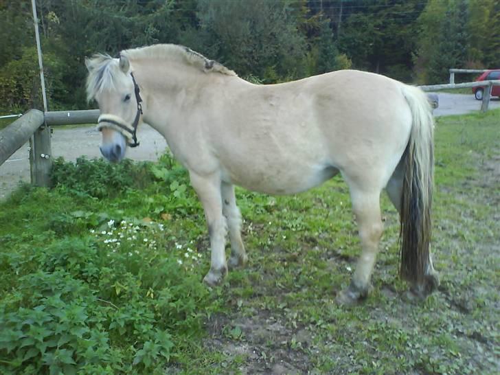 Fjordhest Ågerupgårds Kikki (SOLGT) billede 13