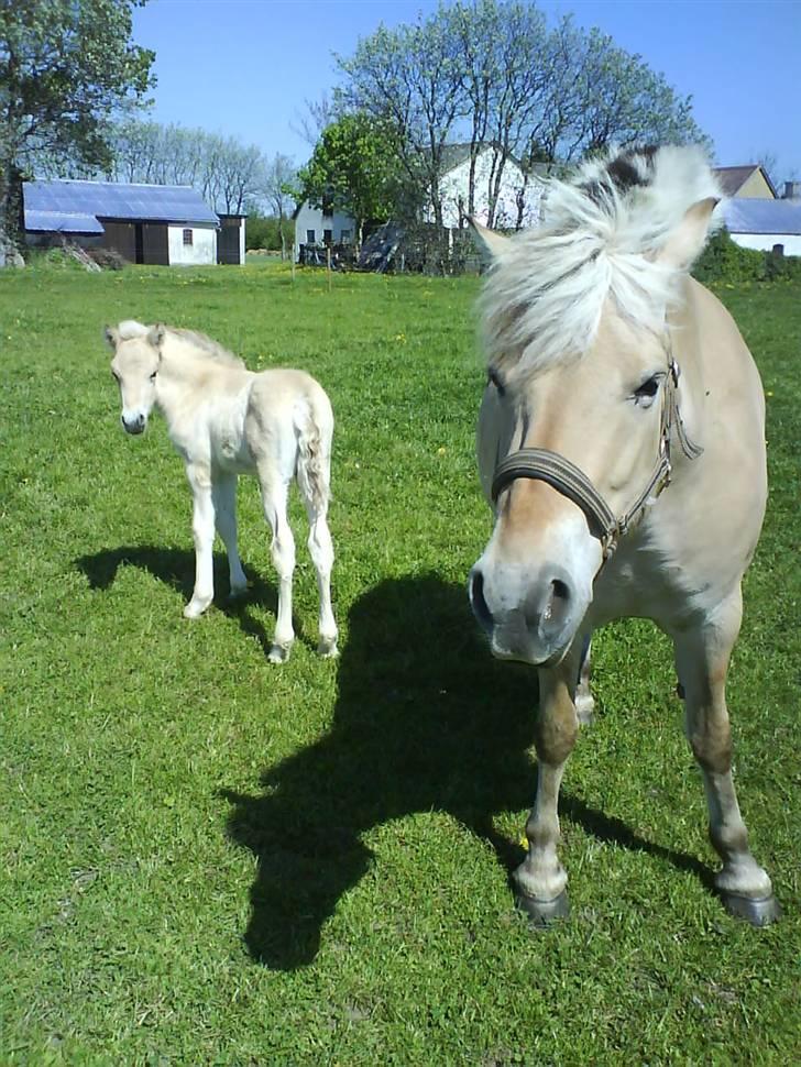 Fjordhest Ågerupgårds Kikki (SOLGT) billede 14
