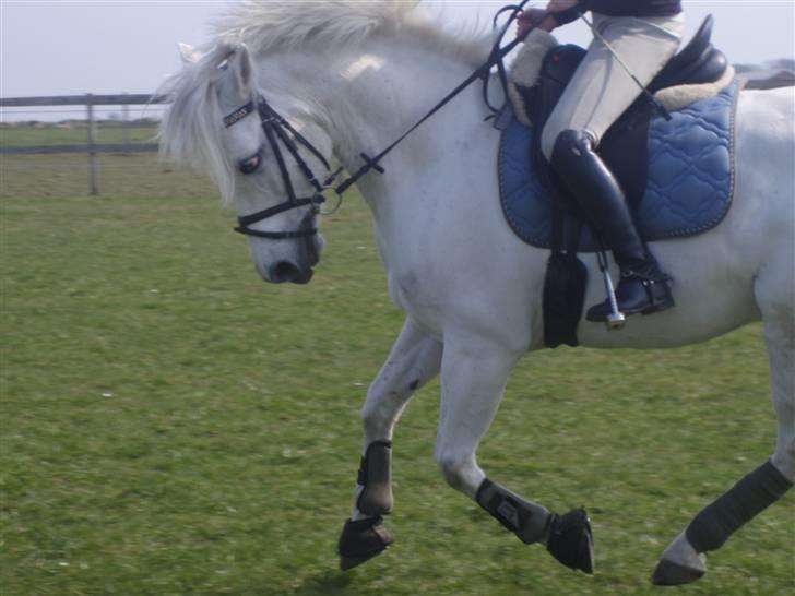 Connemara Skatholm Surf Rider-solgt - surfi (:<3    Taget af: Anne-sofie hjorth jensen  billede 5
