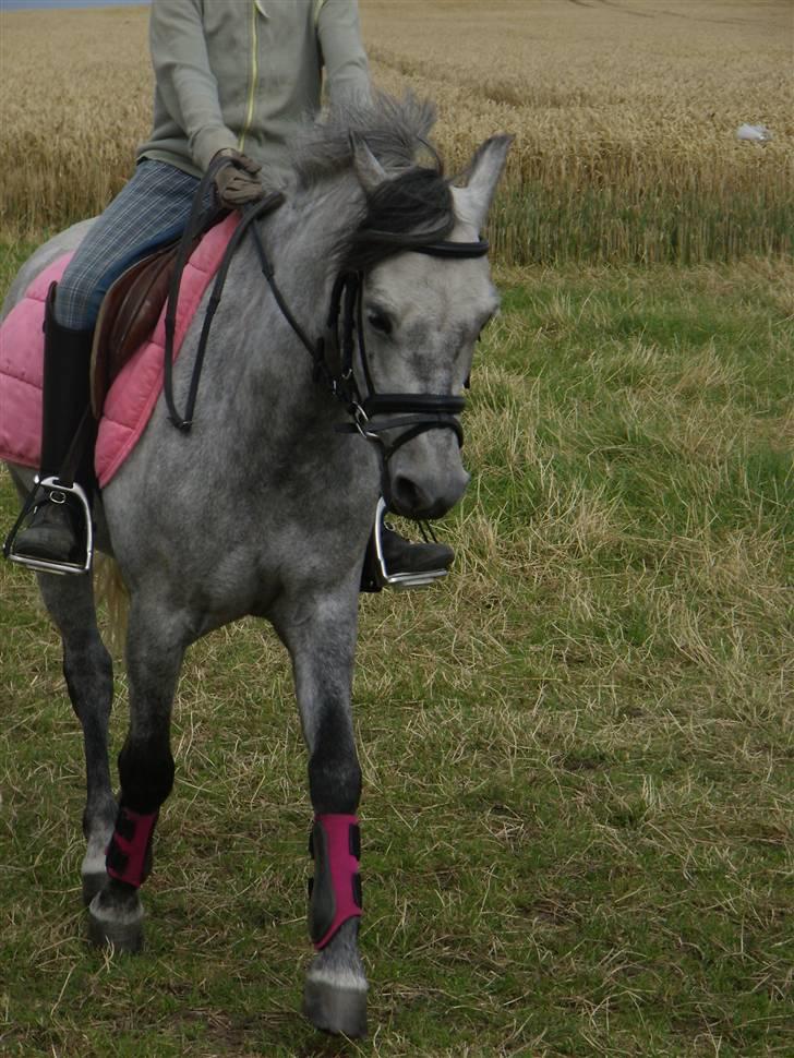 Welsh Pony af Cob-type (sec C) Søgaardens Asterix - Kamilla rider x) billede 16
