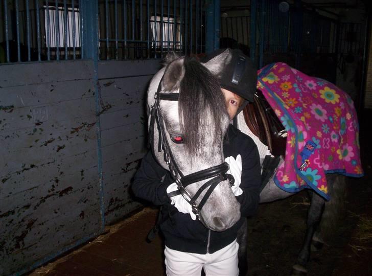 Welsh Pony af Cob-type (sec C) Søgaardens Asterix - Lige inden Kamilla skal ud og varme ham op til stævne i oktober 2006 billede 17