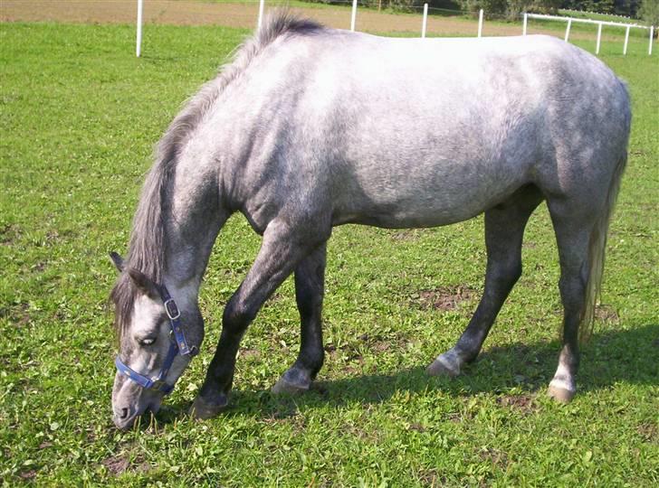 Welsh Pony af Cob-type (sec C) Søgaardens Asterix - En tur på græsfold -06  billede 18