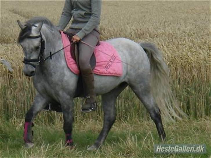 Welsh Pony af Cob-type (sec C) Søgaardens Asterix - Jeg rider :) Sommeren 2007 billede 19