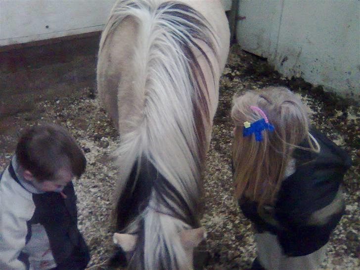 Fjordhest agerhøjs lilje  - mine unger striler lilje, og hun nyder det. billede 13