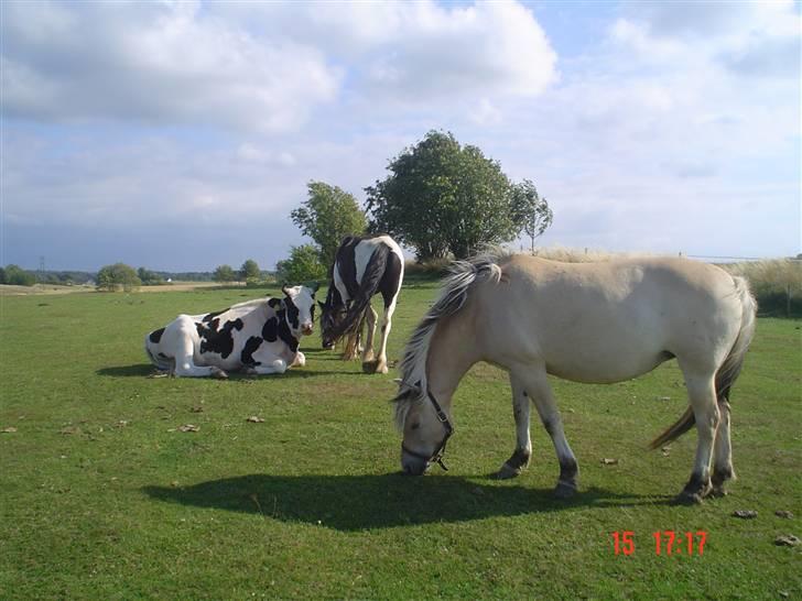 Fjordhest agerhøjs lilje  billede 14