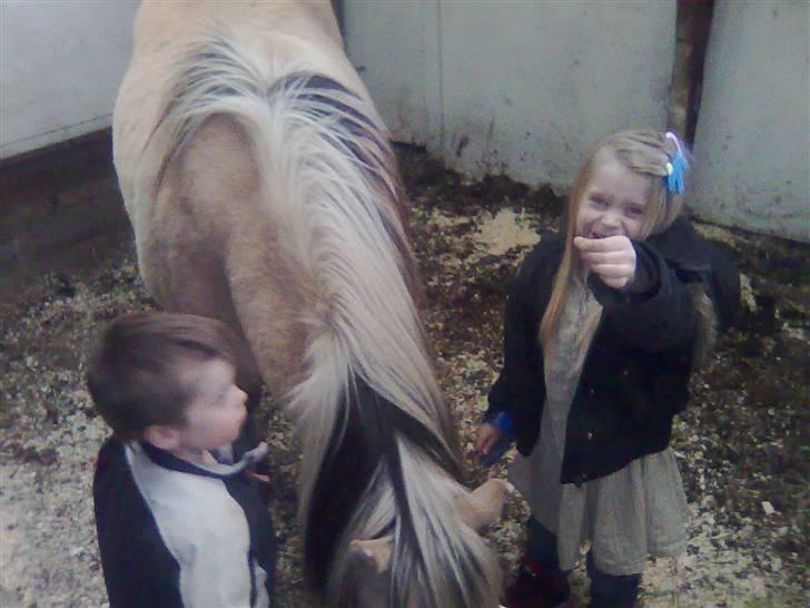 Fjordhest agerhøjs lilje  - thor og frejer elsker at strile lilje. billede 15