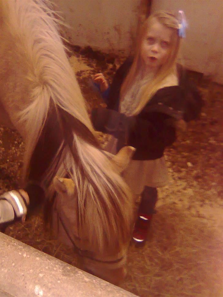 Fjordhest agerhøjs lilje  billede 16