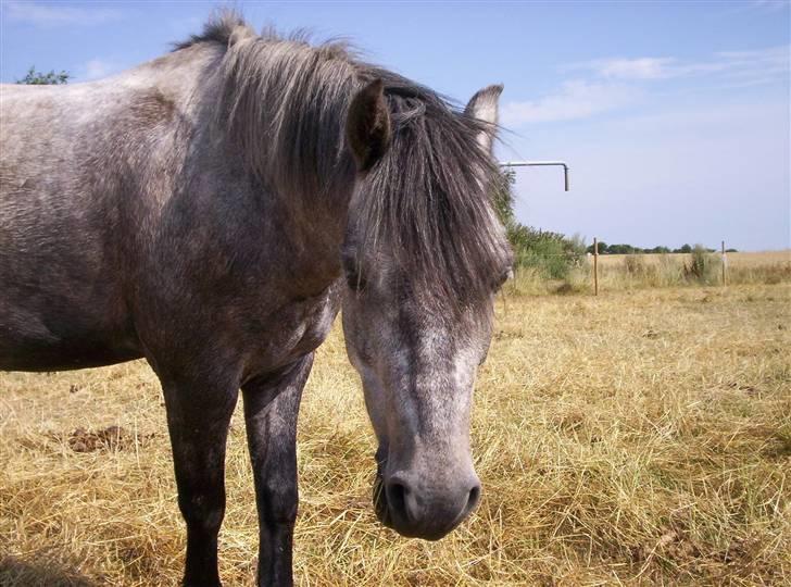 Welsh Pony af Cob-type (sec C) Søgaardens Asterix - øhm jeg er så lækker :b            På "græs"folden hjemme i Juli -06   billede 20