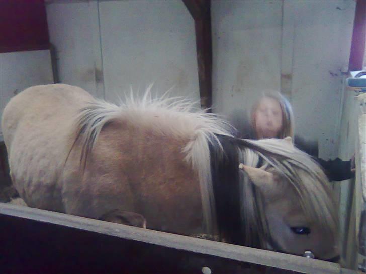 Fjordhest agerhøjs lilje  billede 17