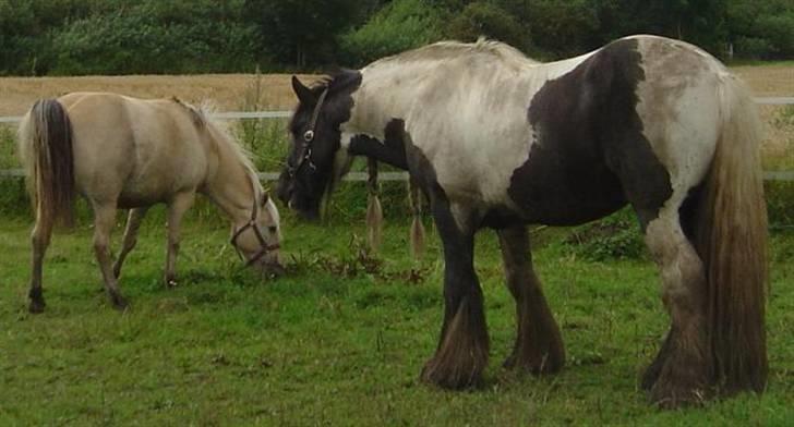 Fjordhest agerhøjs lilje  - venligst taget af gigants ejer katja billede 18