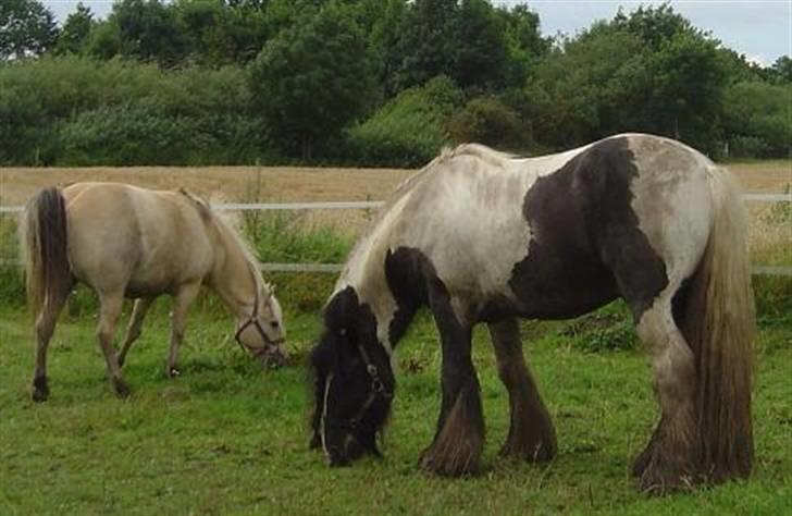 Fjordhest agerhøjs lilje  - venligst taget af gigants ejer katja billede 19