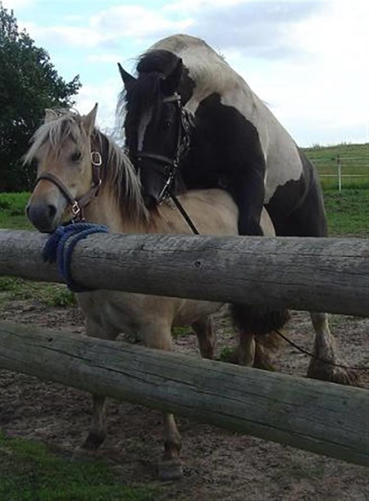 Fjordhest agerhøjs lilje  - så bedækkes der.. også venligst taget af gigants ejer katja vi takker for de flotte billeder der er blevet taget.. billede 20