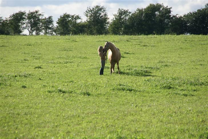 Palomino Klepholms Pegasos/Palle - Ægte kærlighed..! billede 15