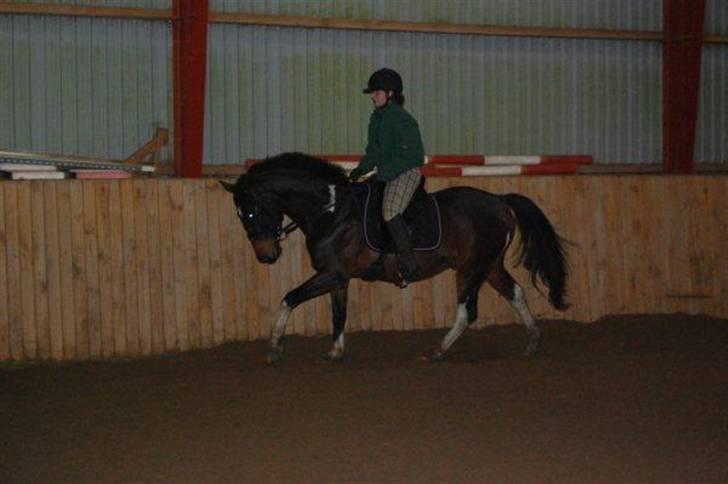 Anden særlig race Markus - 10)  Lidt galop ( december 2009 ) Foto: Pernille Nørgaard  billede 10