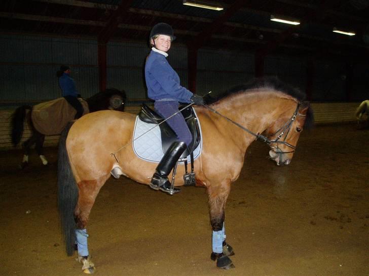 New Forest Nørregaards Bob (Fire)    - Fire står i en flot parade:D billede 14