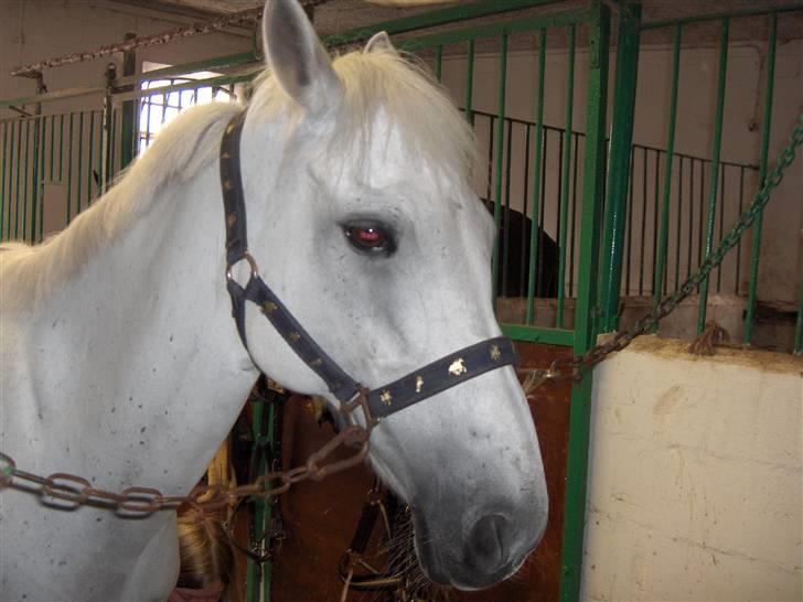 Anden særlig race *Gl. Part* Chivas - Hehe hun fik lige røde øjne det var kamaraes skyld hehe billede 6