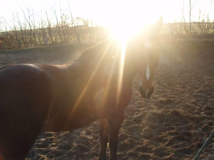 Anden særlig race Valentin af Rosenholm  - fanget en varn febuar aften :D foto: mig  billede 2